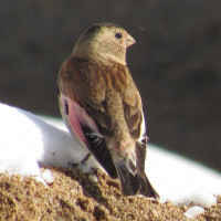 Asiatisk bergsökenfink